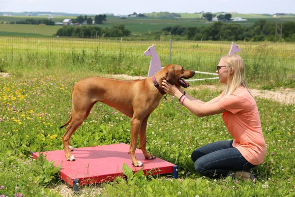 A woman petting a dog in a field.