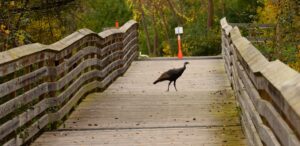 a bird is standing on a wooden bridge