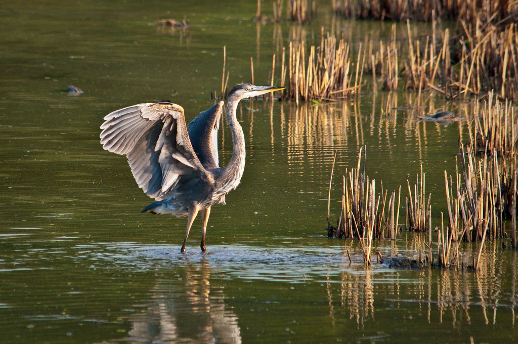 great blue heron tiedeman pond middleton wisconsin