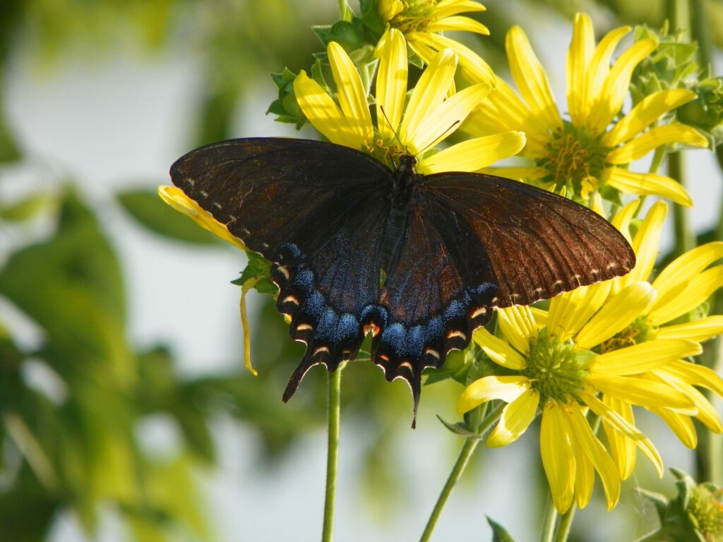 a black and brown butterfly sitting on a yellow flower