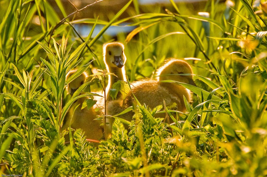 ducklings at stricker's pond middleton