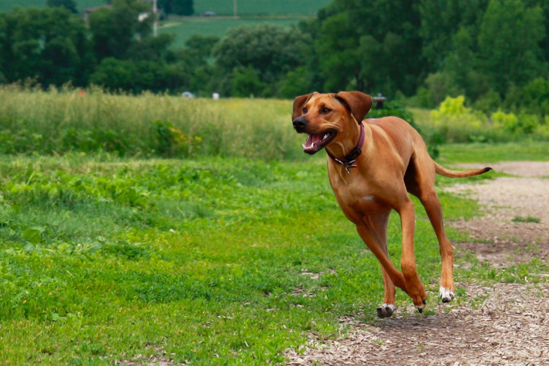 a large brown dog running across a grass covered field