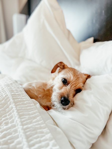 A small dog laying on a bed with white sheets.