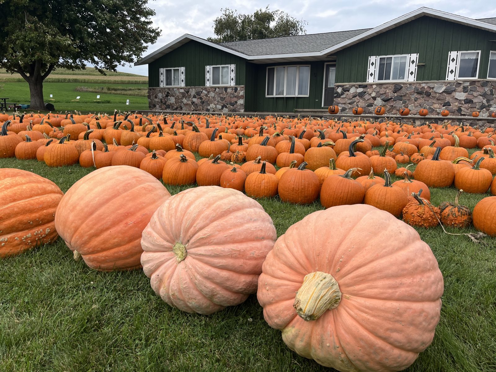 Many pumpkins are lined up in front of a house.