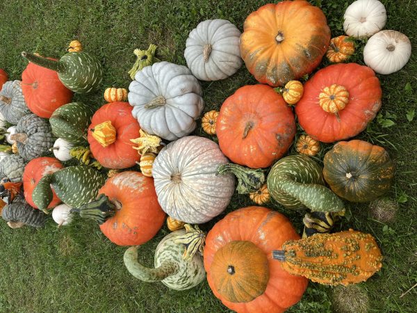 A group of pumpkins arranged in a field.