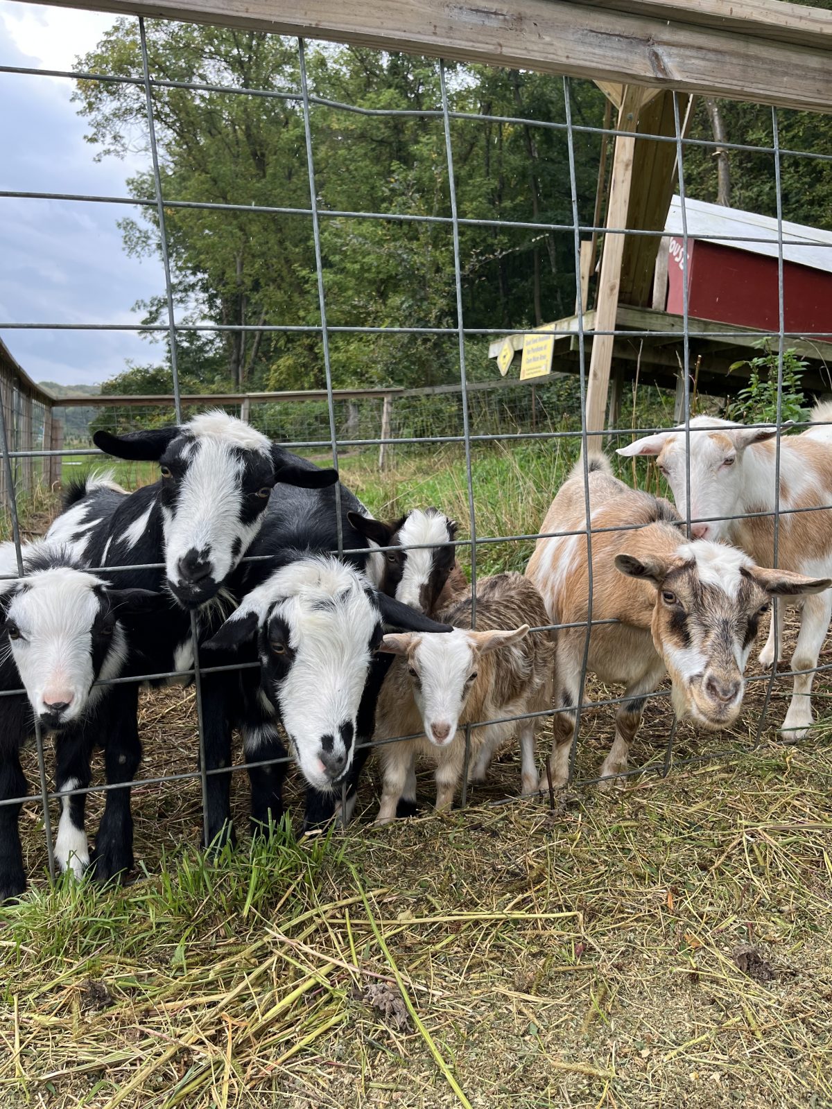 A group of goats standing behind a fence.