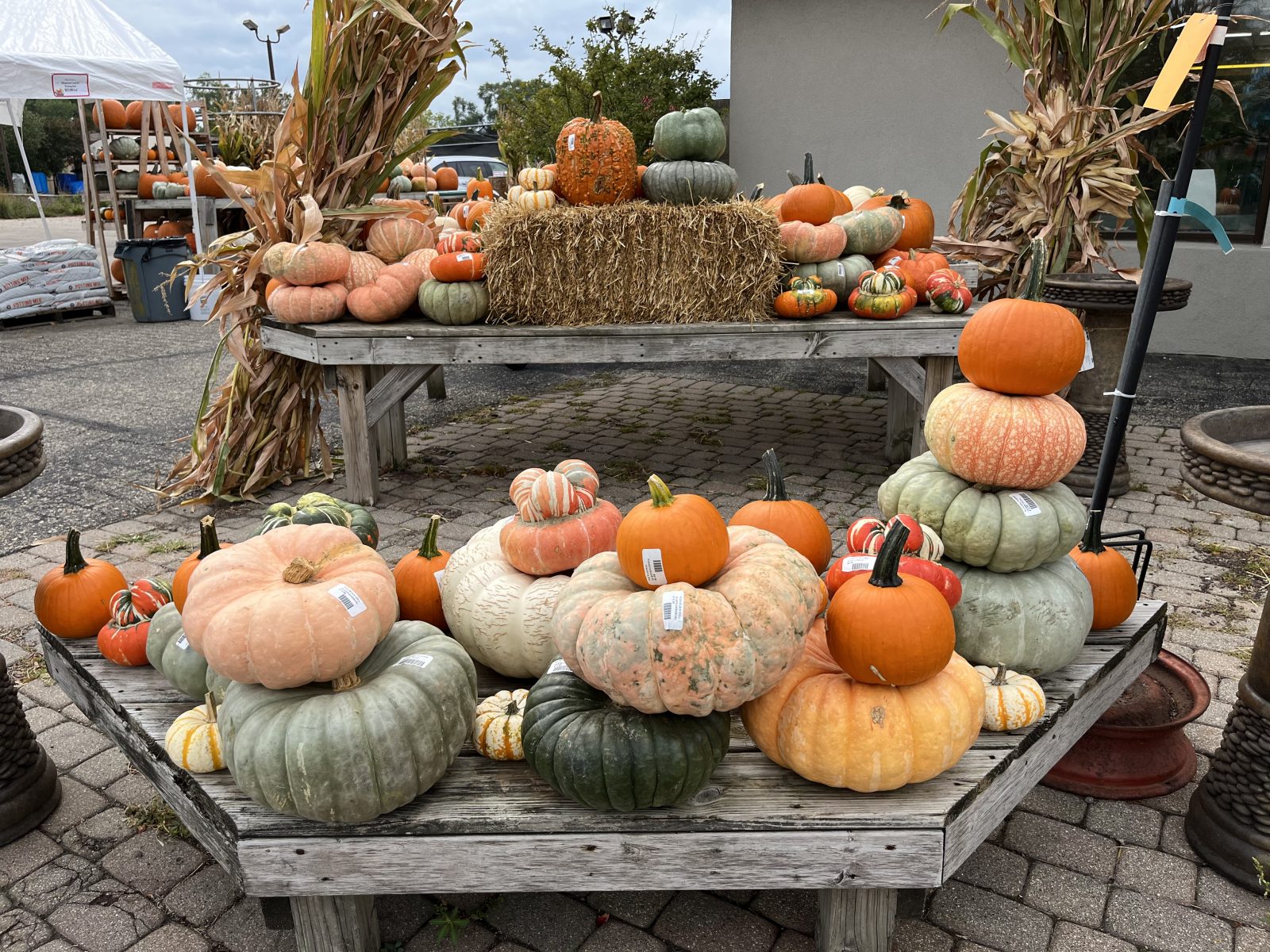 A display of pumpkins on a table.