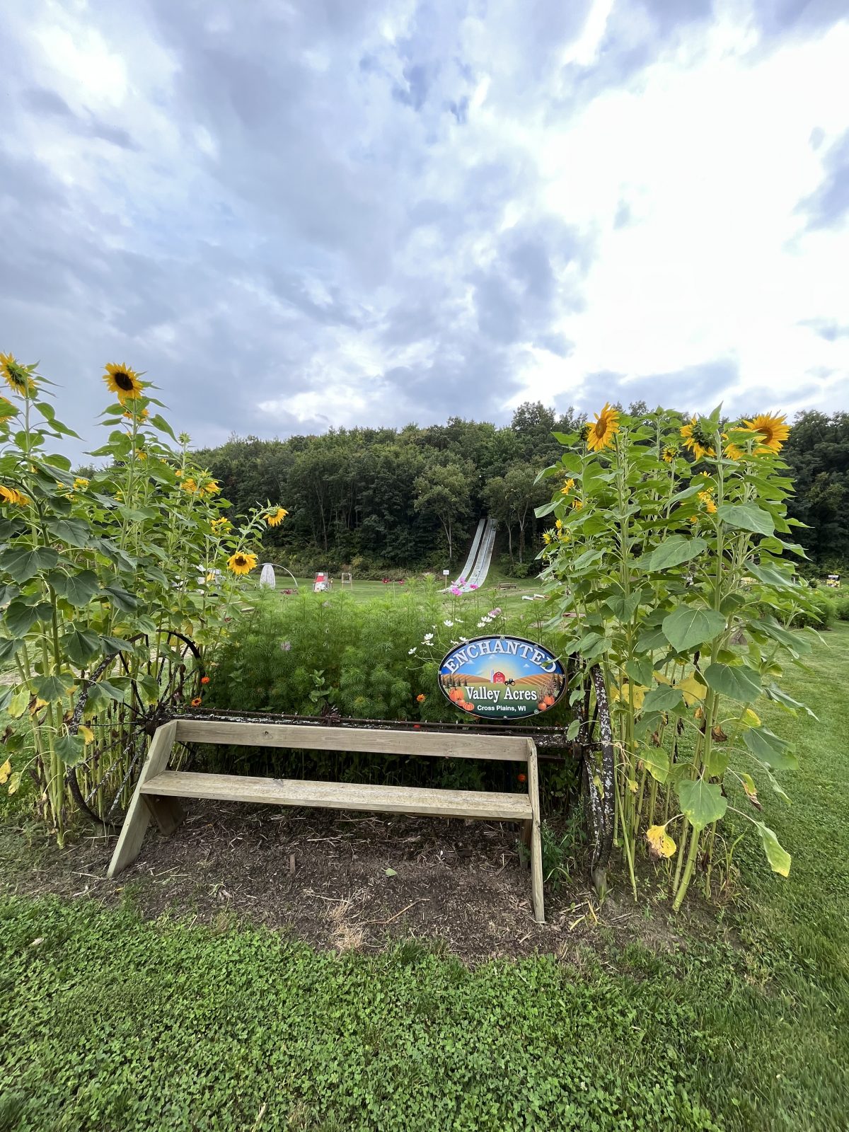 A bench with sunflowers in the middle of a field.