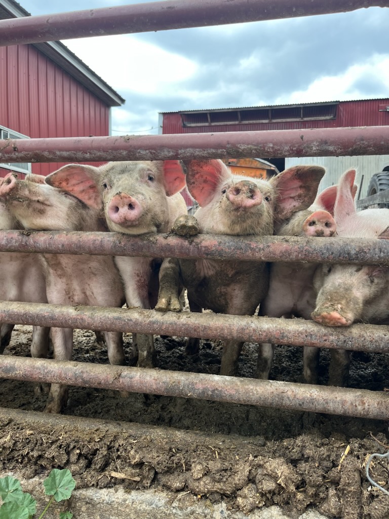 A group of pigs standing in a pen.