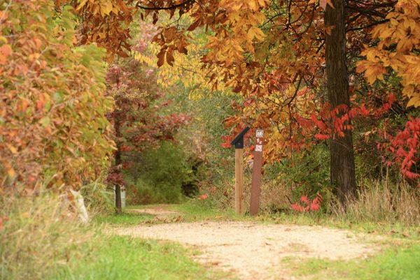 A dirt path in the woods with colorful leaves.