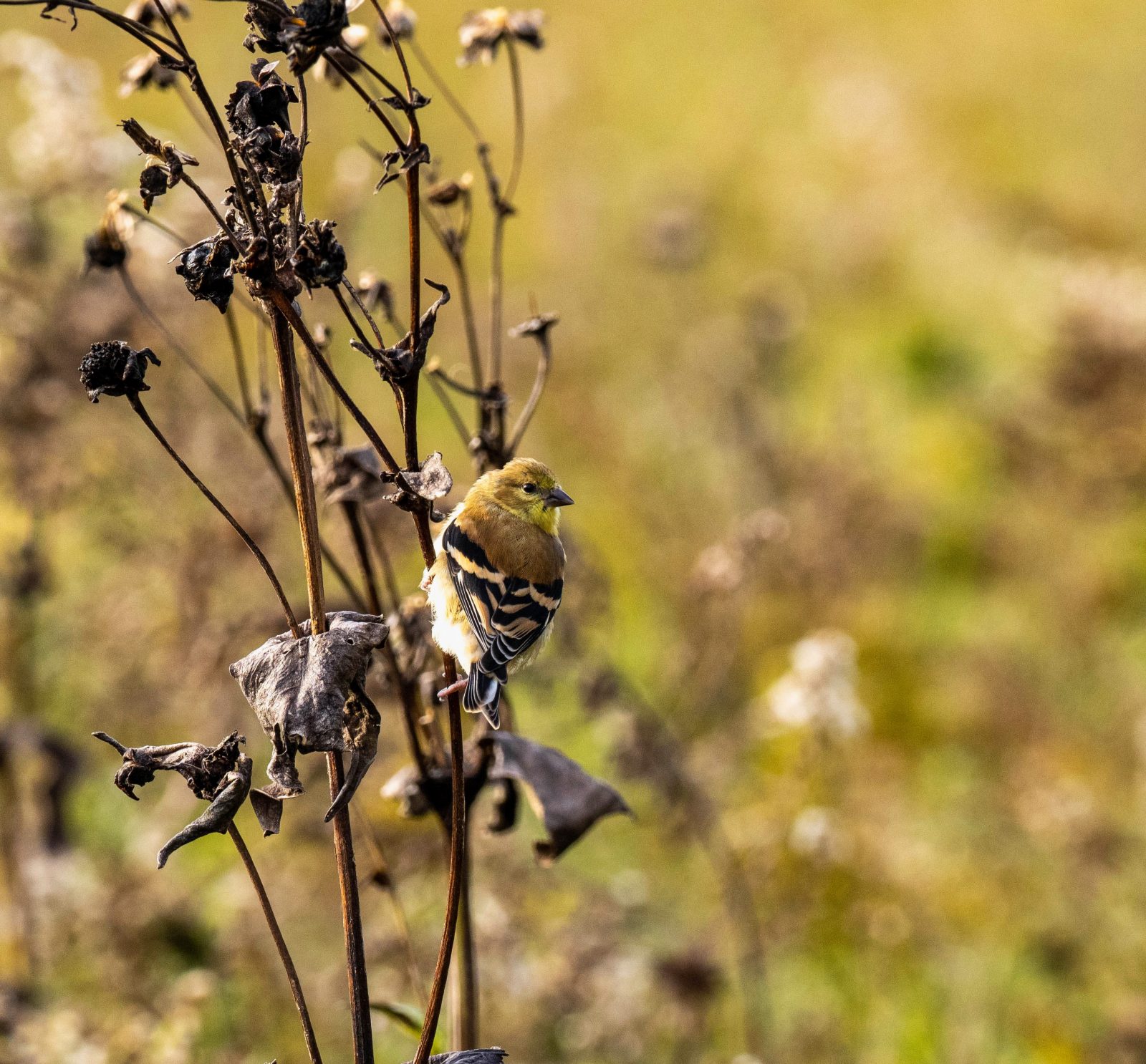 A small bird perched on a plant in a field.