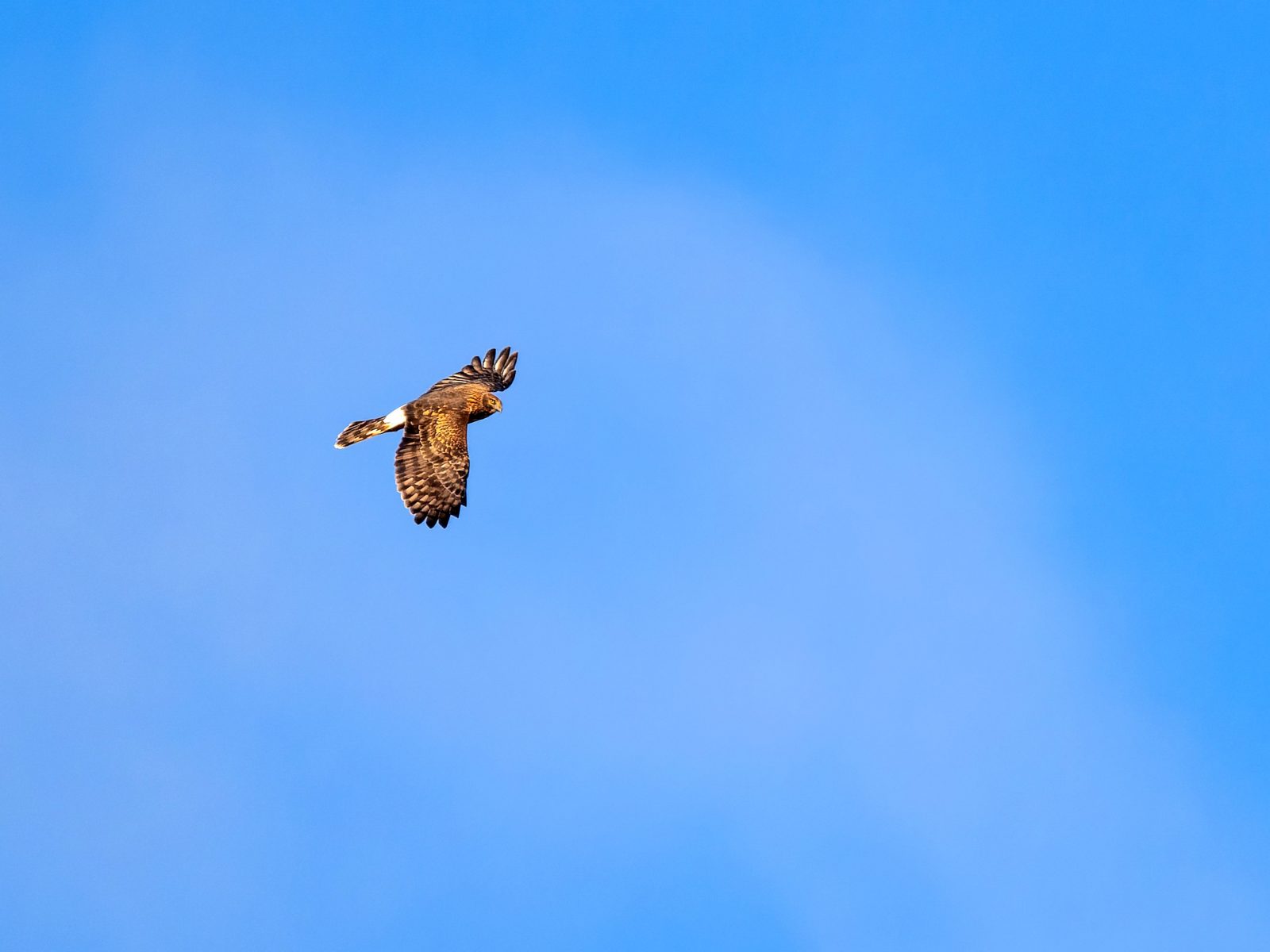 A hawk soaring through a blue sky.