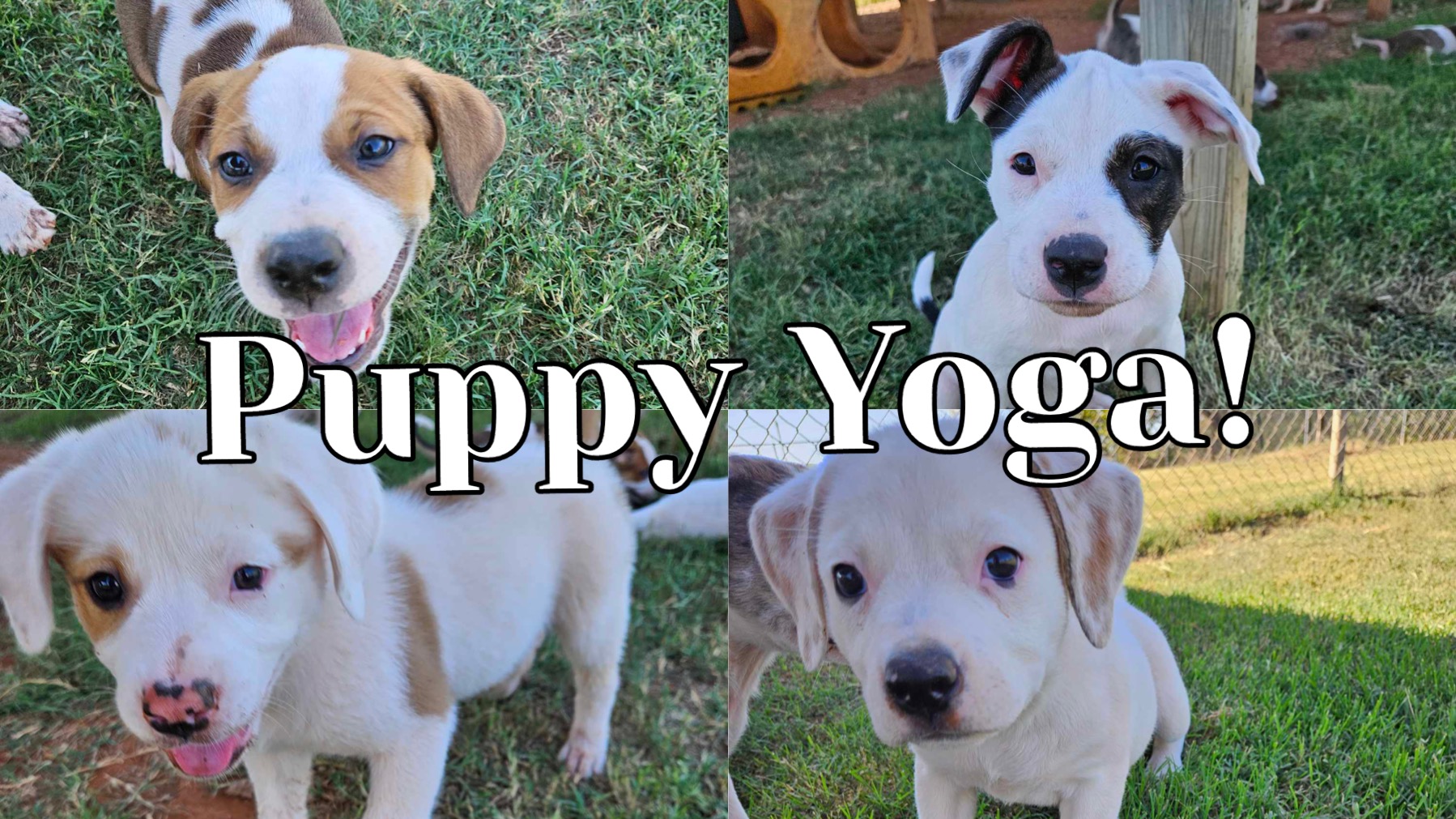 A group of puppies in a grassy area with the words puppy yoga.