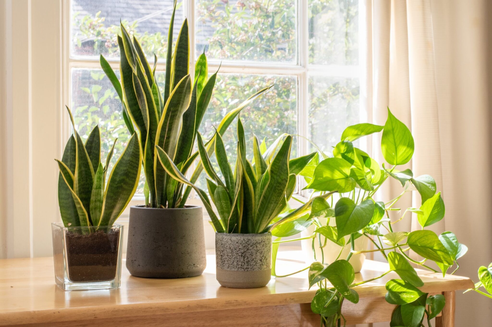 Three potted plants in front of a window.