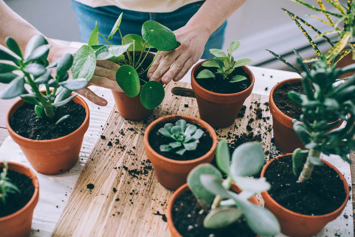 A woman is putting plants in pots on a table.