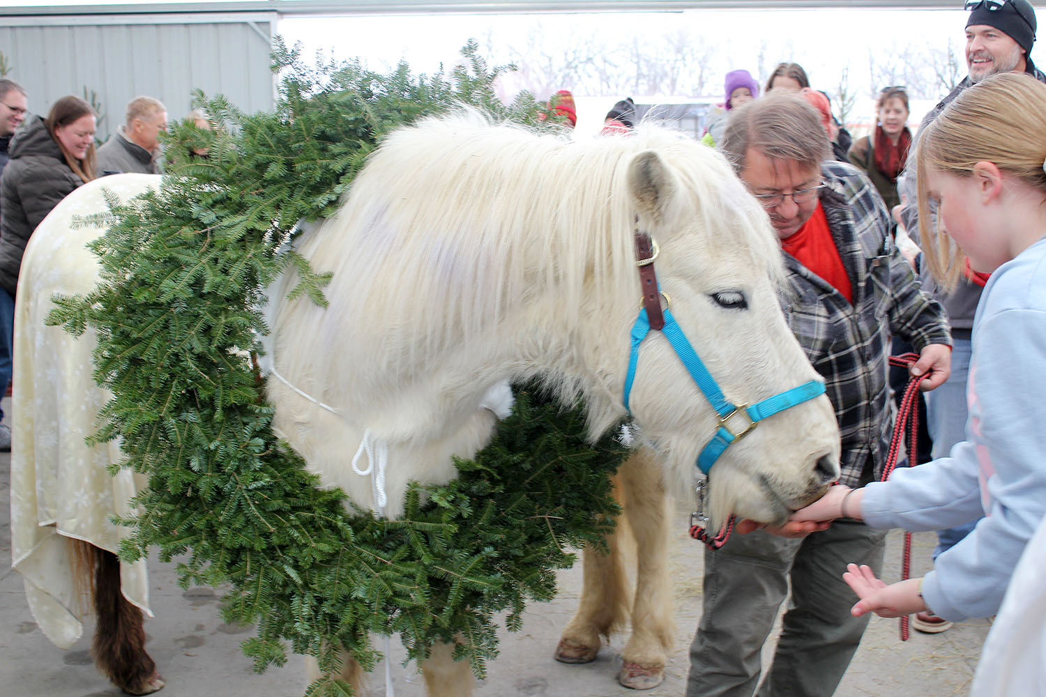 A white Icelandic horse with a wreath on its head is petted by people at Bruce Company, Middleton.