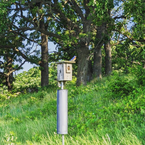 A bird perched on a wooden birdhouse mounted on a metal pole in a lush green area with large trees in the background.