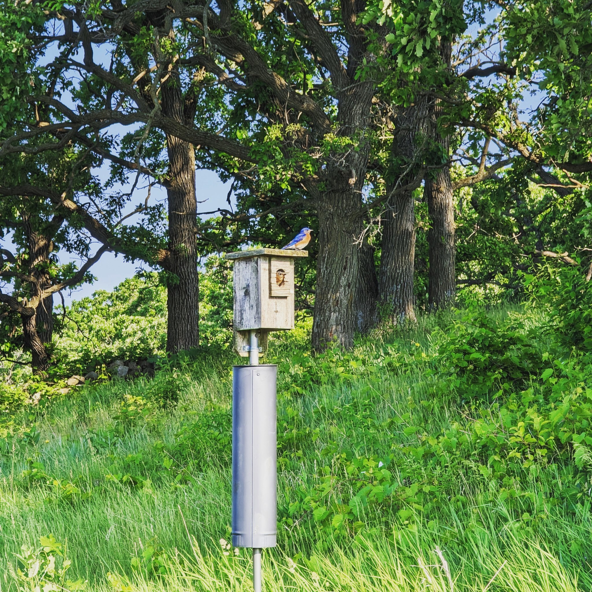 A bird perched on a wooden birdhouse mounted on a metal pole in a lush green area with large trees in the background.
