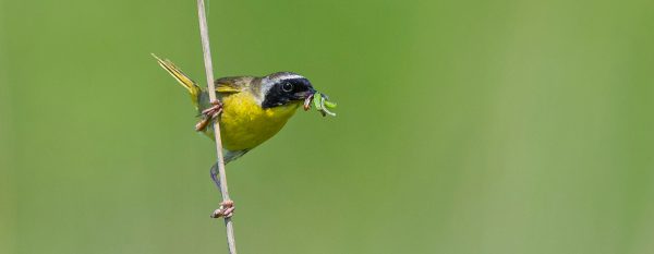 A common yellowthroat warbler grips a reed, holding a green insect in its beak against a blurred green background.