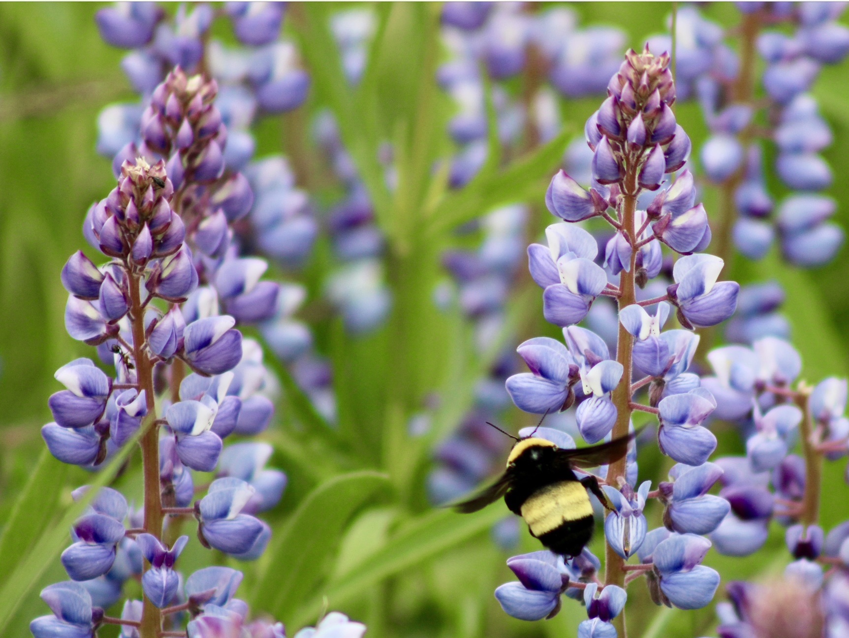 A bumblebee collecting nectar from vibrant purple lupine flowers in bloom.