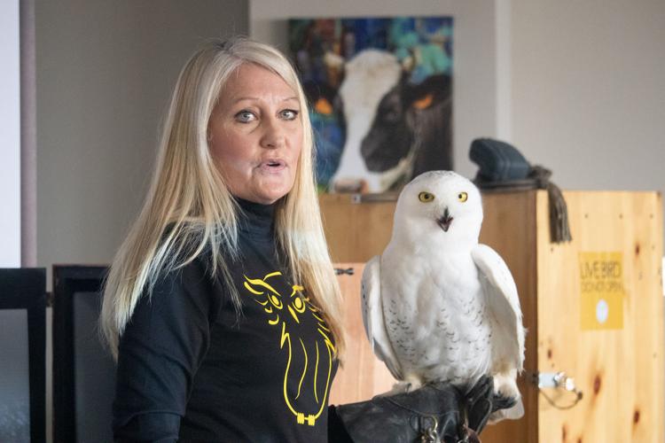 A woman with long blonde hair, wearing a black shirt with an owl graphic, holds a white owl on her gloved hand. A cow painting is visible in the background.