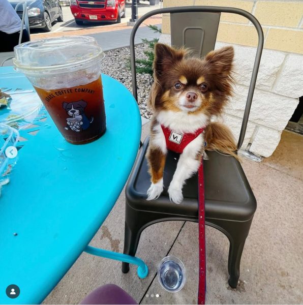 A small brown and white dog with a red harness sits on a metal chair next to a blue table with an iced coffee and water, enjoying travel with dog adventures outside a Middleton coffee shop.