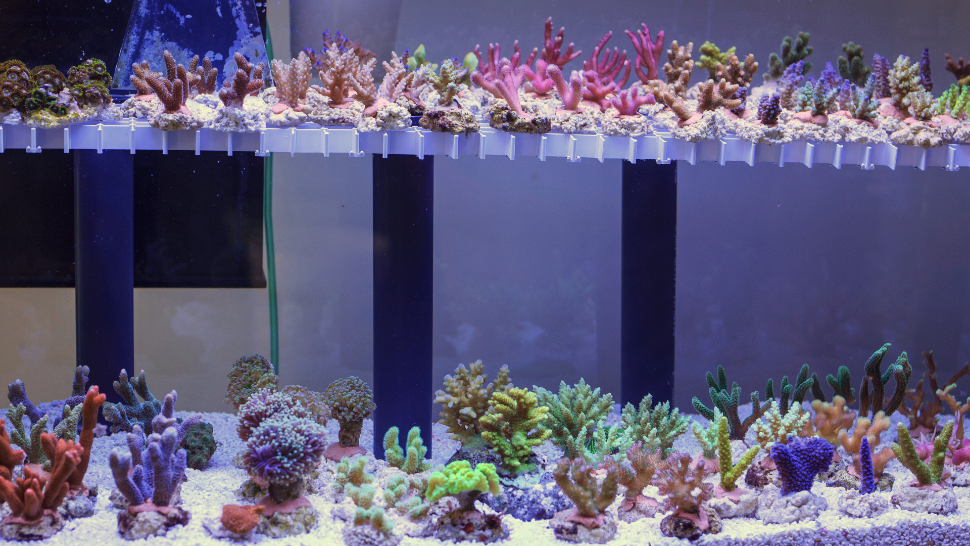 A large aquarium displays various colorful coral fragments attached to a raised rack and planted in the sandy substrate below.
