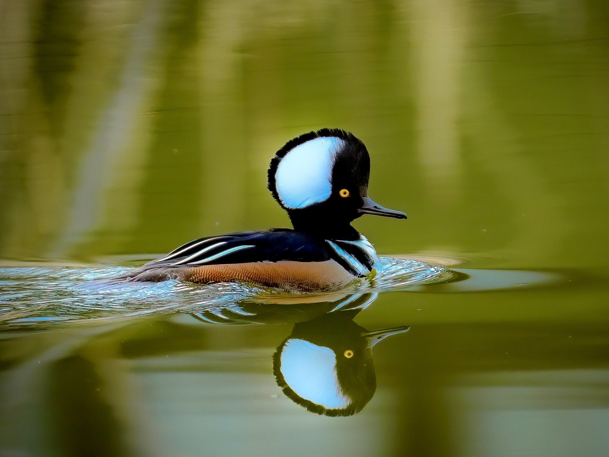 A male hooded merganser duck with a fan-shaped crest floats on calm greenish water, its reflection clearly visible below it.