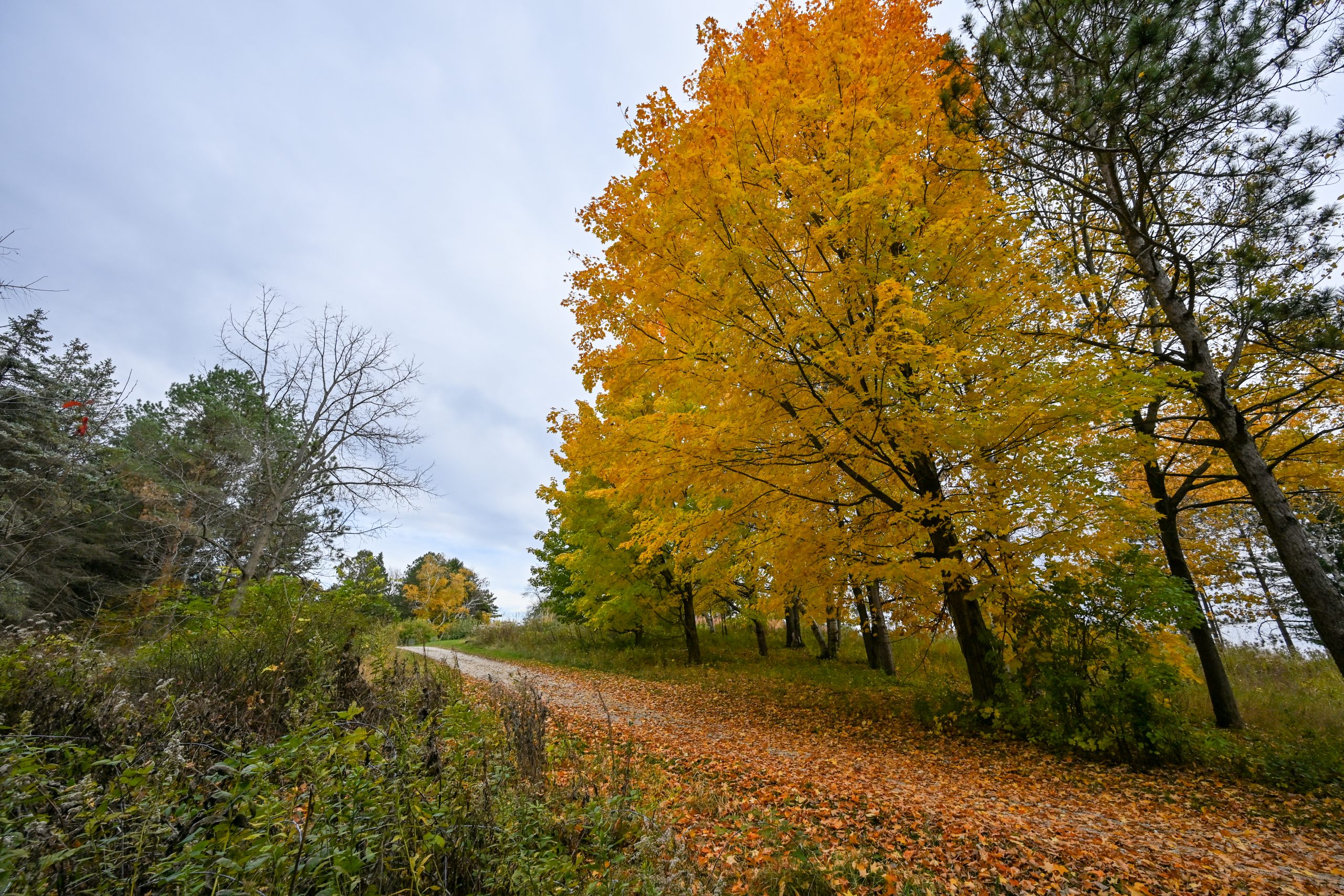 A gravel path curves through a wooded area with trees displaying bright yellow autumn leaves under a cloudy sky.