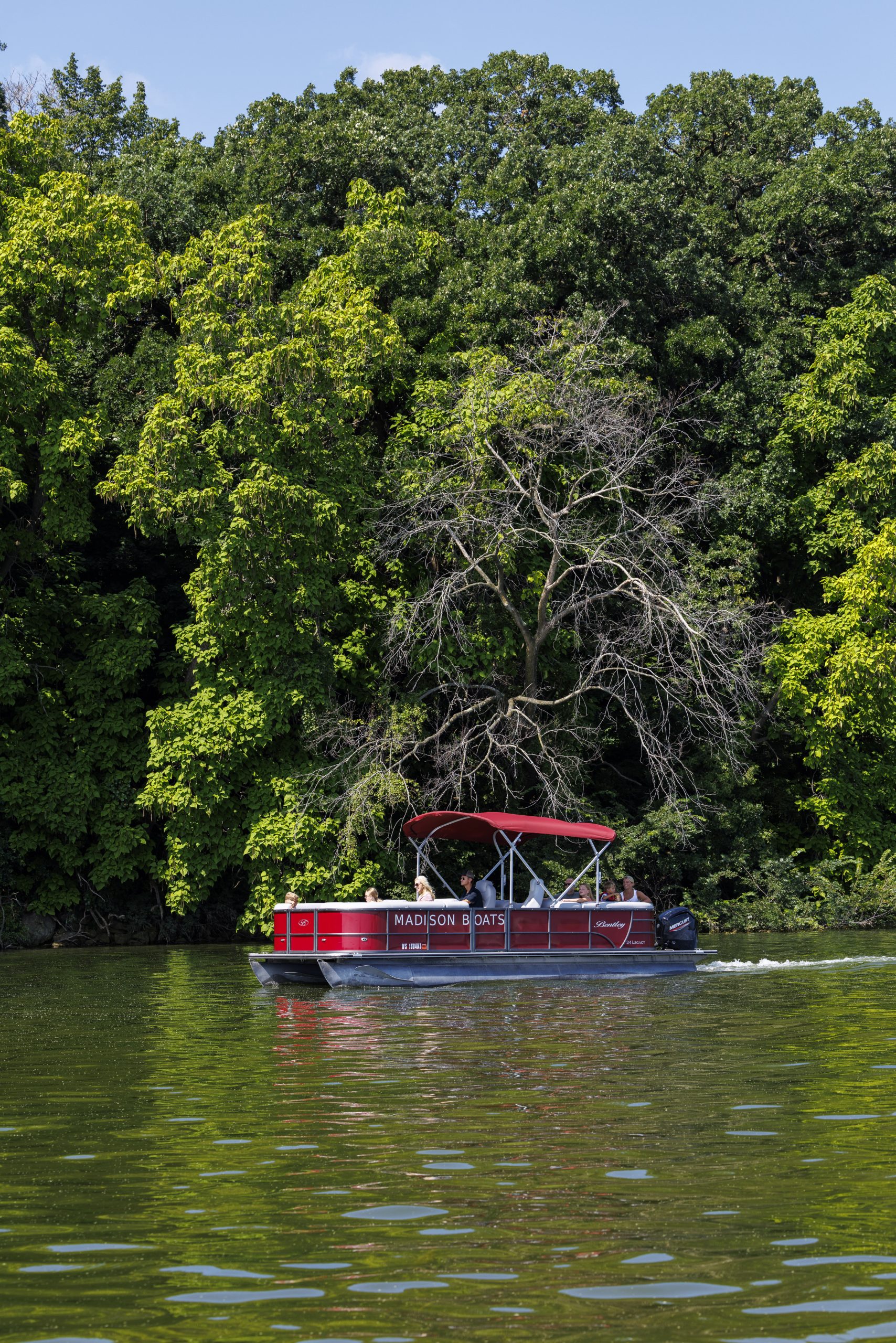 A red pontoon boat with "Madison Boats" written on the side floats on a green lake, with dense green trees and one leafless tree in the background.