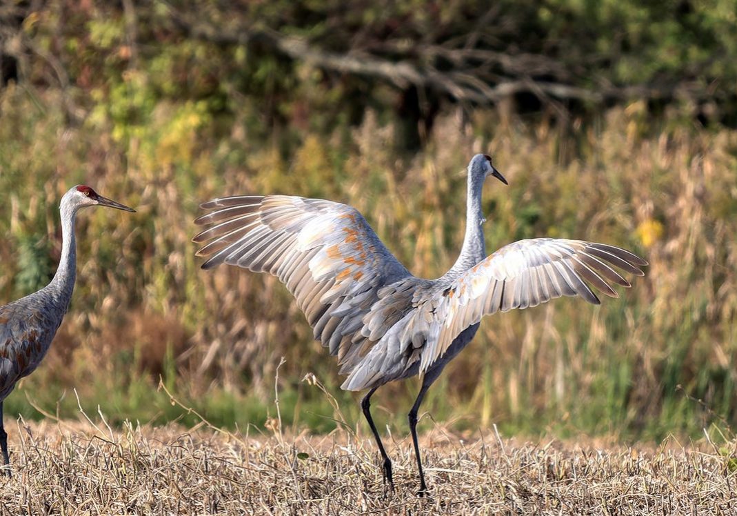 Two cranes standing in a grassy field.